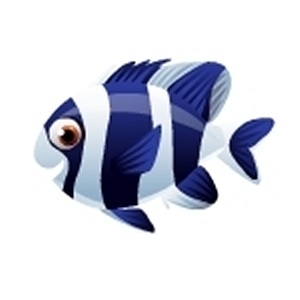 Four-stripe Damselfish